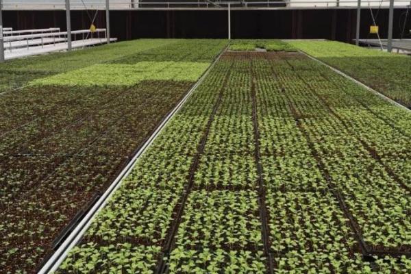 伊拉克雨育农业的类型，靠纯天然的降水为水源来进行农业生产