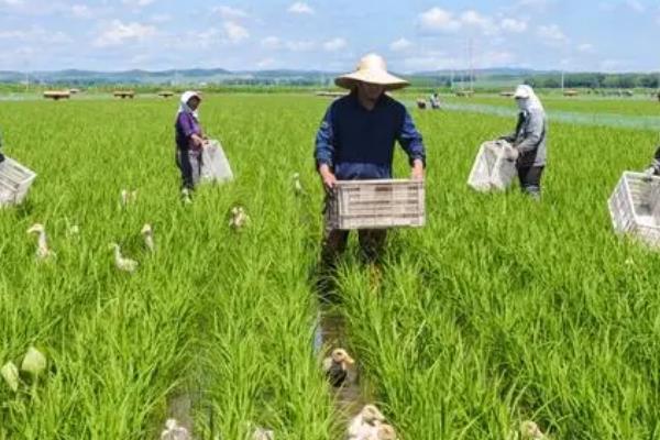 伊拉克雨育农业的类型，靠纯天然的降水为水源来进行农业生产