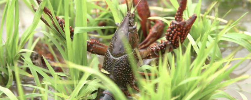 小龙虾如何养殖