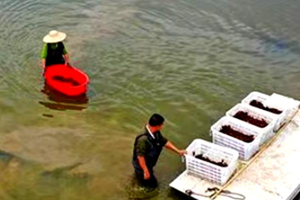 小龙虾如何养殖,放虾种之前要进行肥水处理