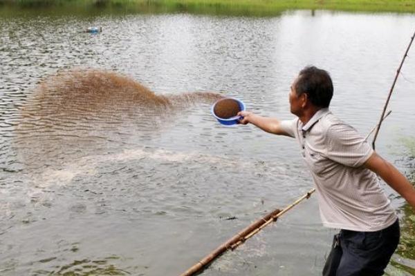 小龙虾如何养殖,放虾种之前要进行肥水处理