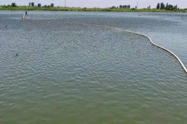 小龙虾如何养殖,放虾种之前要进行肥水处理