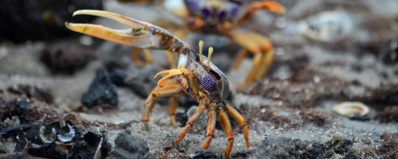 螃蟹有多少只脚