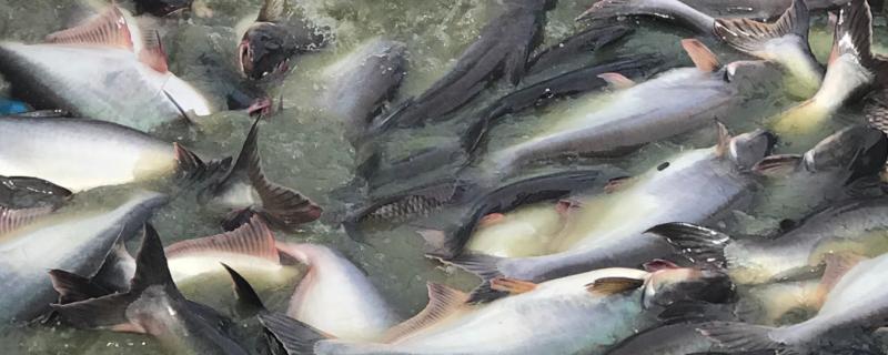 巴沙鱼为什么用于冒充龙利鱼