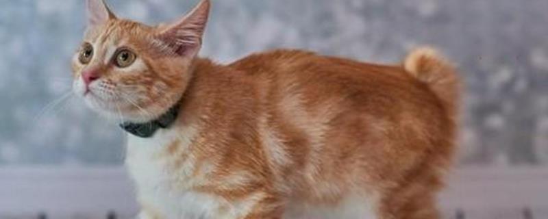 猫咪身上痒用什么药