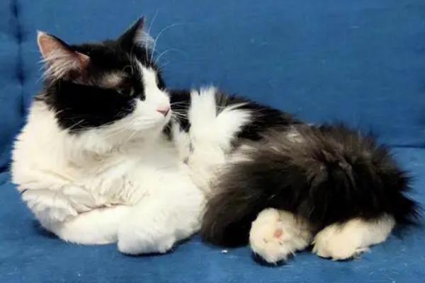 猫咪身上痒用什么药,要先找准原因再综合用药