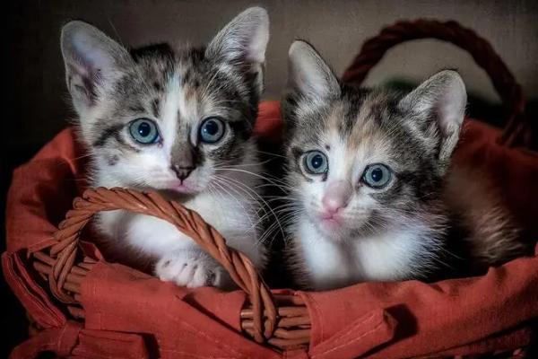 猫咪身上痒用什么药,要先找准原因再综合用药