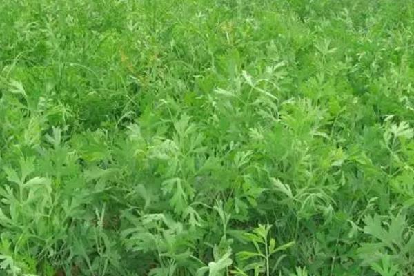 大田地套种关防风怎样管理，作物收获后要清理枯叶杂草