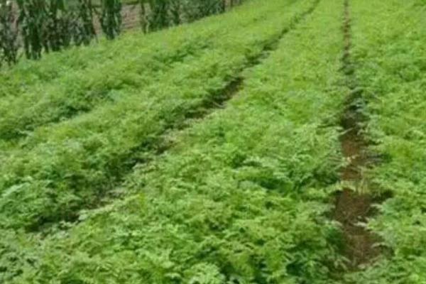 大田地套种关防风怎样管理，作物收获后要清理枯叶杂草