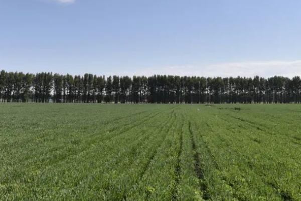 大田地套种关防风怎样管理，作物收获后要清理枯叶杂草