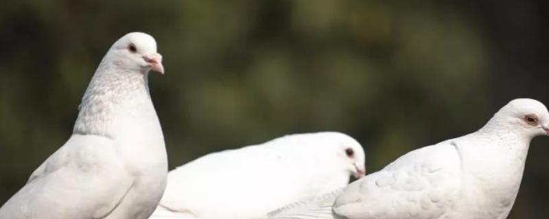 母鸽给公鸽踩蛋是怎么回事