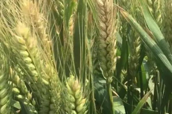 尚农8小麦种子特征特性,半冬性品种