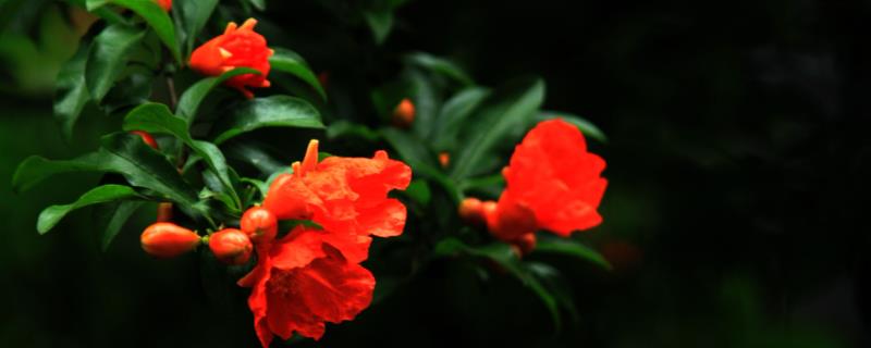 石榴花开放时间
