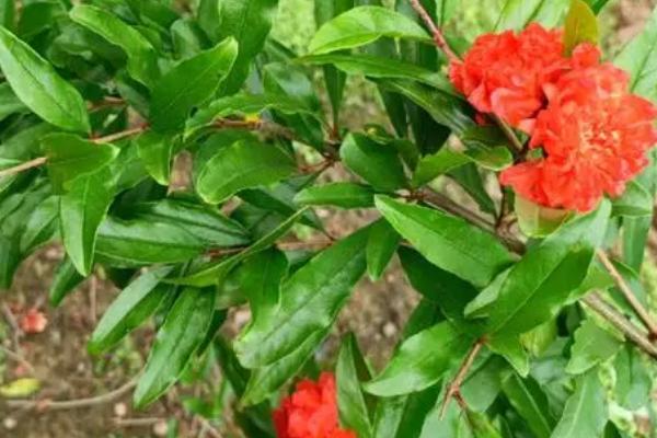 石榴花开放时间，主要集中在5-7月份