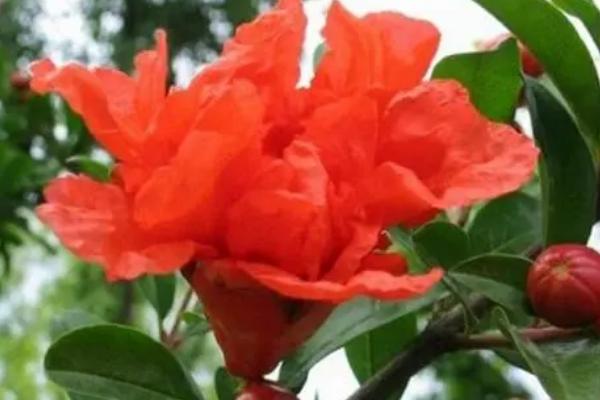 石榴花开放时间，主要集中在5-7月份