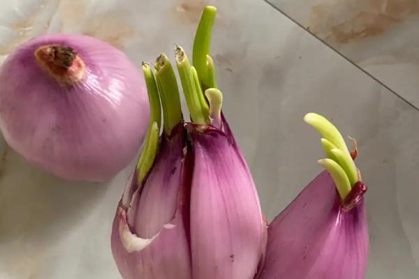 洋葱发芽了可以种植吗，发芽后照样能种植
