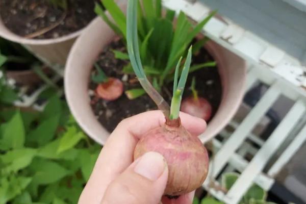 洋葱发芽了可以种植吗，发芽后照样能种植