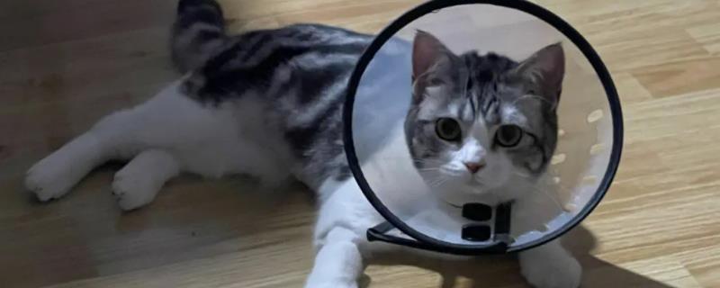 母猫绝育了还乱尿的原因