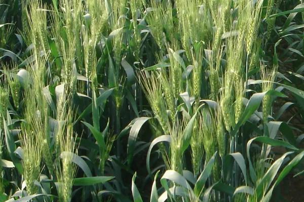 周育18小麦种子介绍,半冬性品种