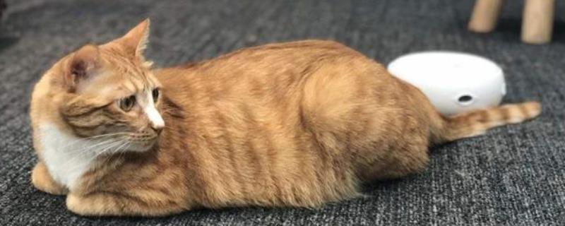 猫咪尾巴拍打地面是什么意思