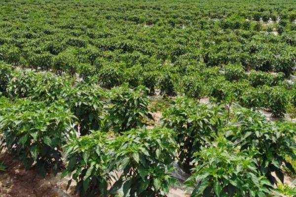 辣椒开花多久结辣椒，一般需要20-30天左右
