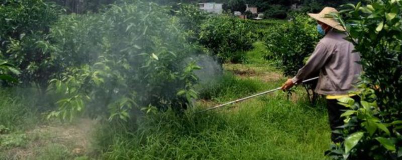 果树铁肥如何配制