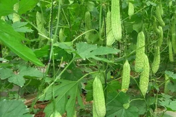 苦瓜冬天可以种植吗，冬天可大棚种植