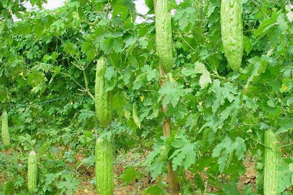 苦瓜冬天可以种植吗，冬天可大棚种植