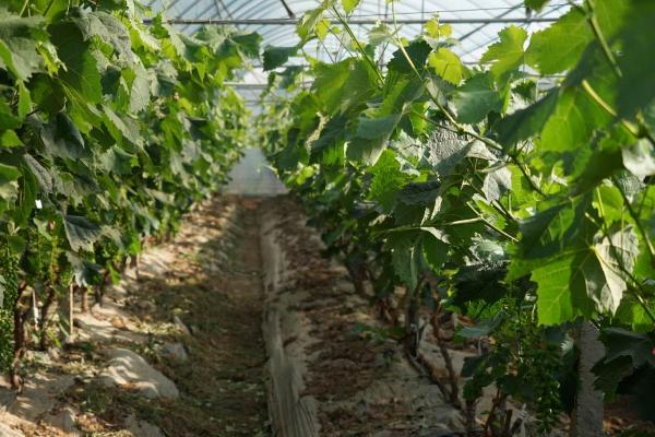 葡萄的管理技术,萌芽期应及时全园灌水