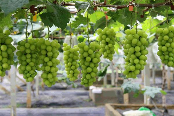 葡萄的管理技术,萌芽期应及时全园灌水