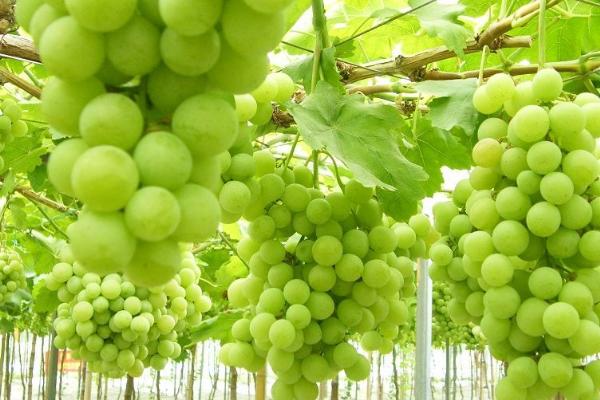 葡萄的管理技术,萌芽期应及时全园灌水