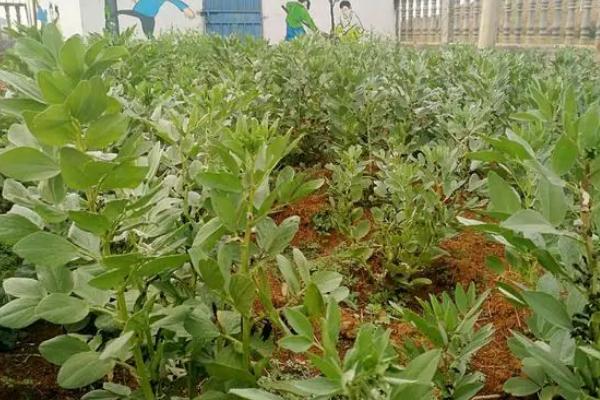 蚕豆怎么种植,生长期间要追施磷肥和钾肥