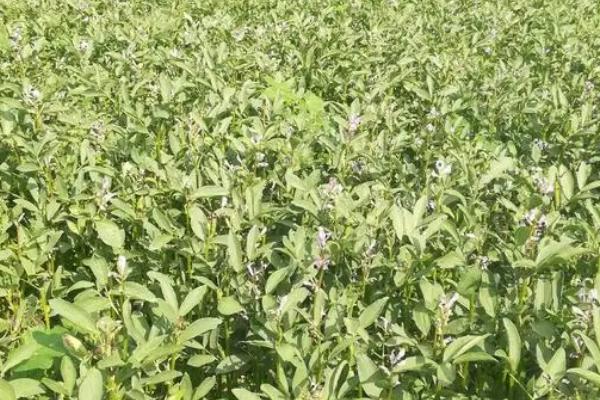 蚕豆怎么种植,生长期间要追施磷肥和钾肥