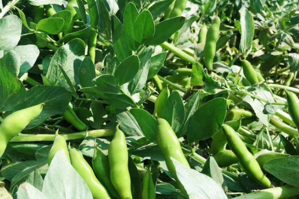 蚕豆怎么种植,生长期间要追施磷肥和钾肥