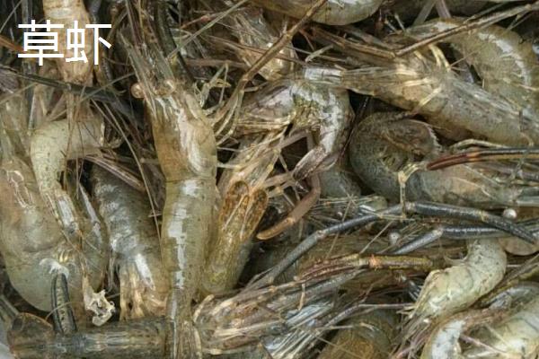 河里的透明小虾吃什么，以浮游生物和藻类为食