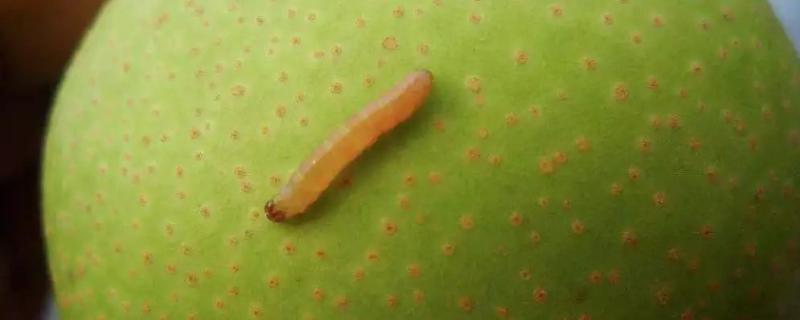 梨食心虫防治最佳时间