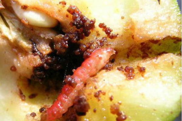 梨食心虫防治最佳时间,最佳时间为6-9月份