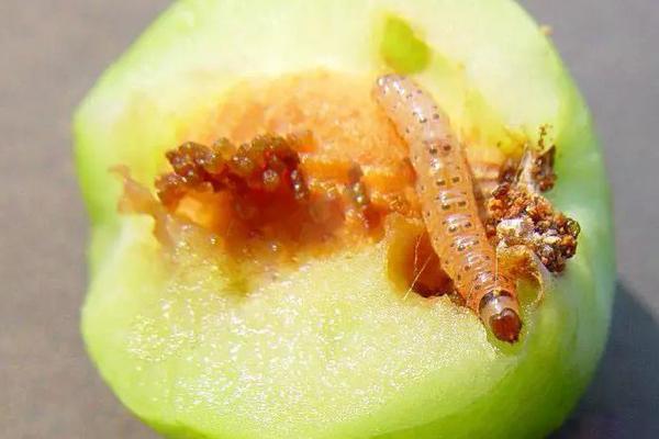 梨食心虫防治最佳时间,最佳时间为6-9月份