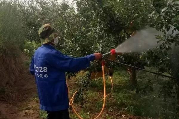 梨食心虫防治最佳时间,最佳时间为6-9月份