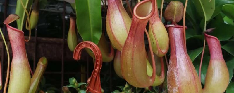 猪笼草为什么可以捕食虫子
