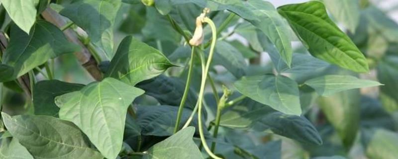 豆角侧枝要怎么处理
