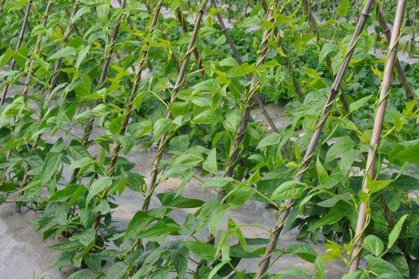 豆角侧枝要怎么处理，首先抹除底部侧芽