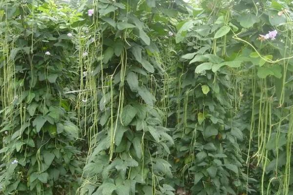 豆角侧枝要怎么处理，首先抹除底部侧芽