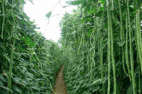 豆角侧枝要怎么处理，首先抹除底部侧芽