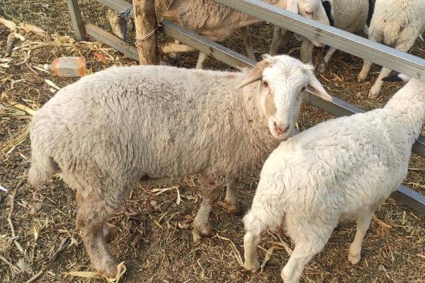 母绵羊有没有角，一般没有角或只有细小的角