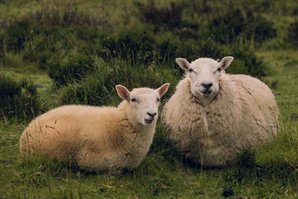 母绵羊有没有角，一般没有角或只有细小的角