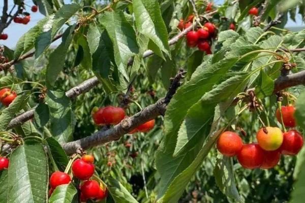 种植甜樱桃如何才能丰产，初结果期要主施有机肥与复合肥