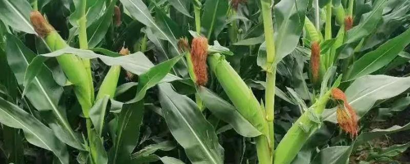 蠡玉6号玉米种的特征特性