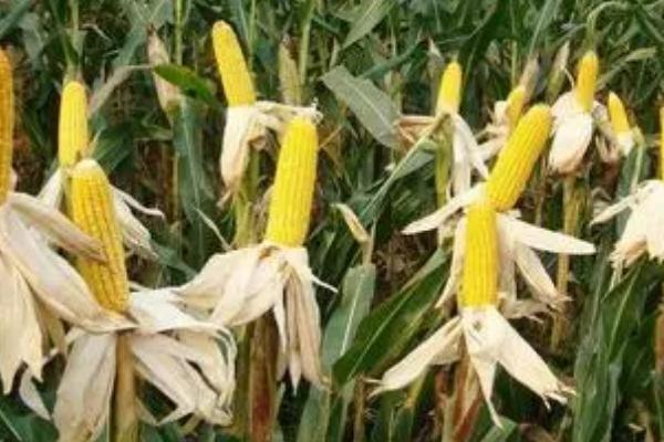 蠡玉6号玉米种的特征特性，生育期为130-148天