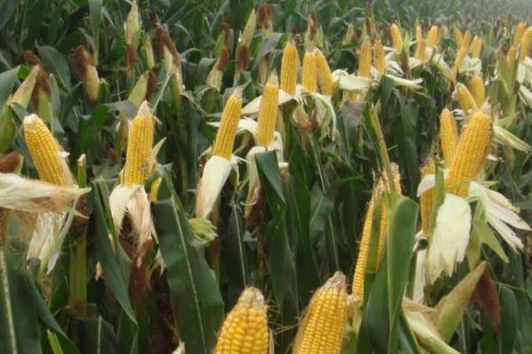 蠡玉6号玉米种的特征特性，生育期为130-148天